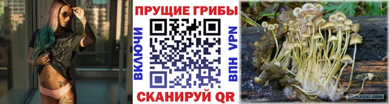 Купить  Кашира  Псилоцибиновые грибы Cubensis 